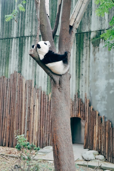 树干上的熊猫熊